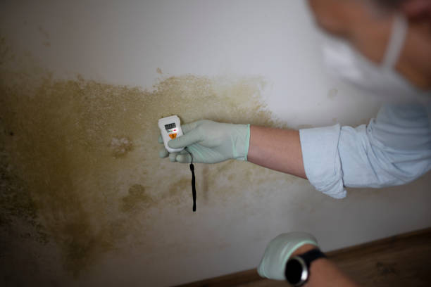 Why You Should Choose Our Mold Remediation Services in Shady Spring, WV